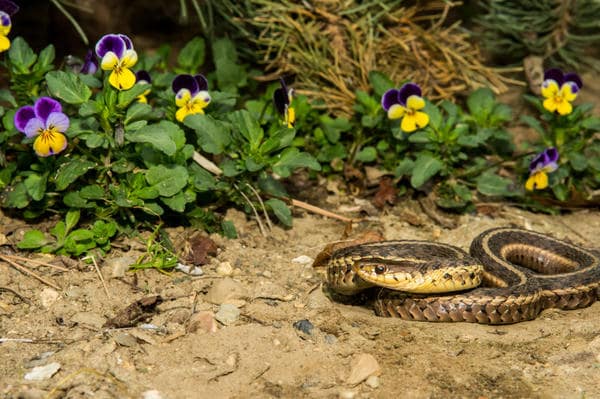 Выведение и отпугивание змей в Камышине от ДЕЗ-Комфорт - фото